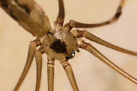 Daddy Long-legs (Pholcus phalangioides) (Pholcus Phalangioides)